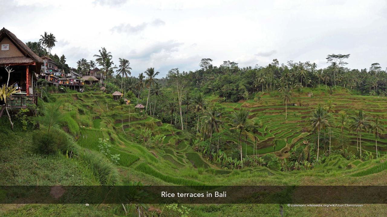 Zen Rooms Cemara Bedugul Bedugul  Bagian luar foto